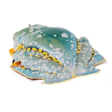 Cruziohyla craspedopus 'Amazon Fringe Leaf' Frog