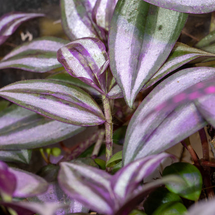 Tradescantia Zebrina