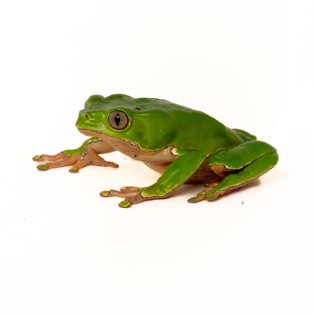 Phyllomedusa bicolor 'Giant Waxy Monkey Tree' Frog
