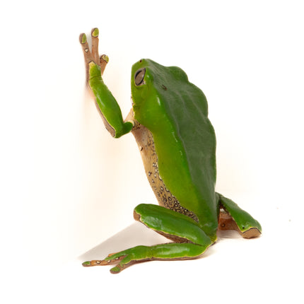 Phyllomedusa bicolor 'Giant Waxy Monkey Tree' Frog