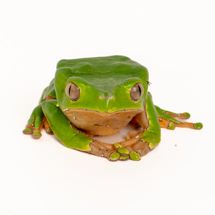 Phyllomedusa bicolor 'Giant Waxy Monkey Tree' Frog