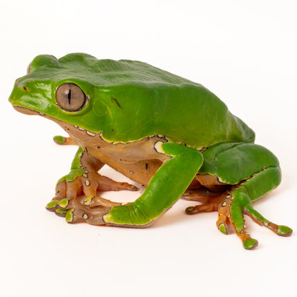 Phyllomedusa bicolor 'Giant Waxy Monkey Tree' Frog