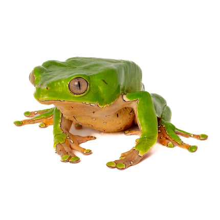 Phyllomedusa bicolor 'Giant Waxy Monkey Tree' Frog