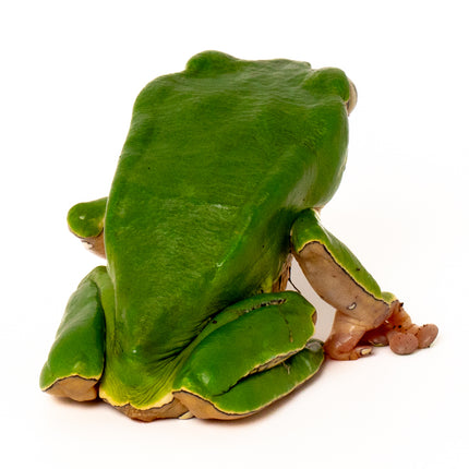 Phyllomedusa bicolor 'Giant Waxy Monkey Tree' Frog