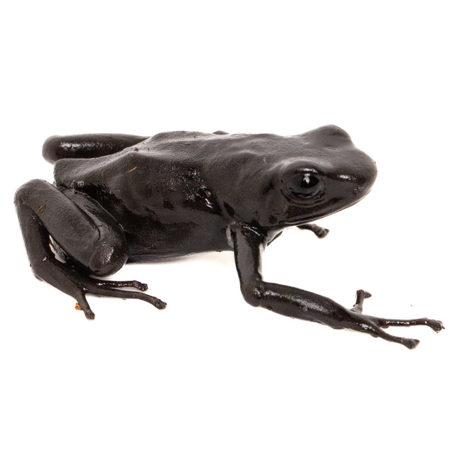 Dendrobates auratus 'Costa Rican Green and Black' Melanistic