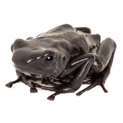 Dendrobates auratus 'Costa Rican Green and Black' Melanistic