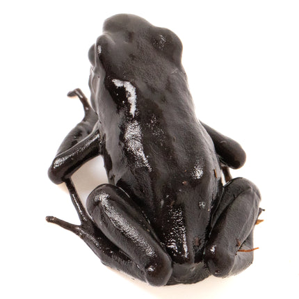 Dendrobates auratus 'Costa Rican Green and Black' Melanistic