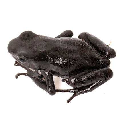 Dendrobates auratus 'Costa Rican Green and Black' Melanistic