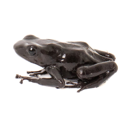 Dendrobates auratus 'Costa Rican Green and Black' Melanistic