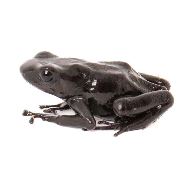 Dendrobates auratus 'Costa Rican Green and Black' Melanistic
