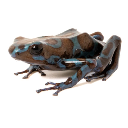 Dendrobates Auratus Highland Bronze