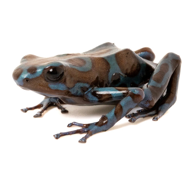 Dendrobates Auratus Highland Bronze