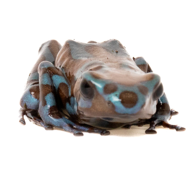 Dendrobates Auratus Highland Bronze