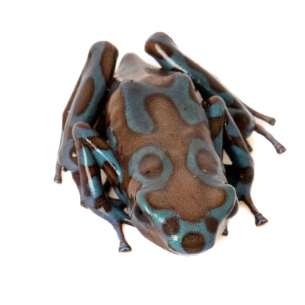 Dendrobates Auratus Highland Bronze