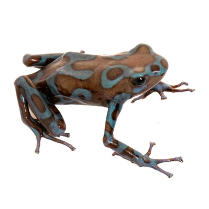 Dendrobates Auratus Highland Bronze