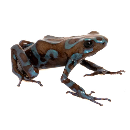 Dendrobates Auratus Highland Bronze