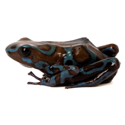 Dendrobates Auratus Highland Bronze