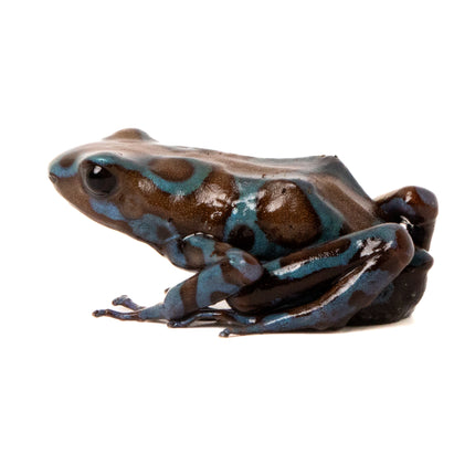 Dendrobates Auratus Highland Bronze