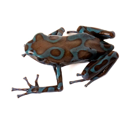 Dendrobates Auratus Highland Bronze