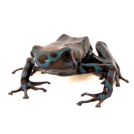 Dendrobates Auratus Highland Bronze