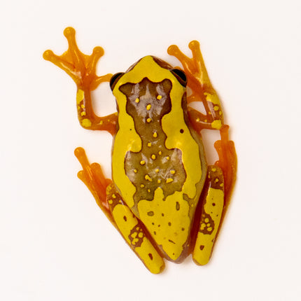 Dendropsophus ebraccatus 'Hourglass'