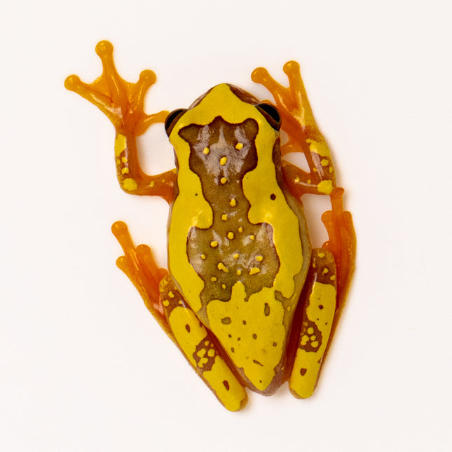 Dendropsophus ebraccatus 'Hourglass'