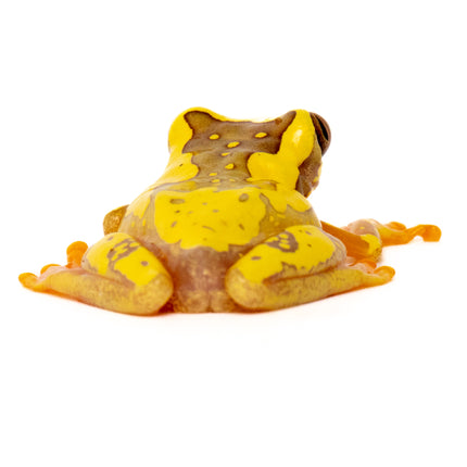 Dendropsophus ebraccatus 'Hourglass'