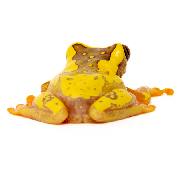 Dendropsophus ebraccatus 'Hourglass'