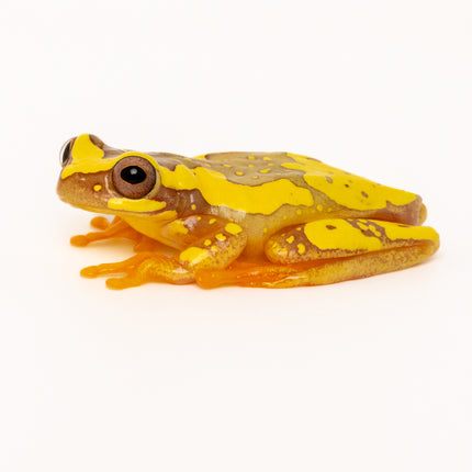 Dendropsophus ebraccatus 'Hourglass'