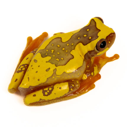 Dendropsophus ebraccatus 'Hourglass'