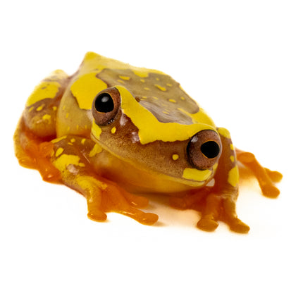 Dendropsophus ebraccatus 'Hourglass'