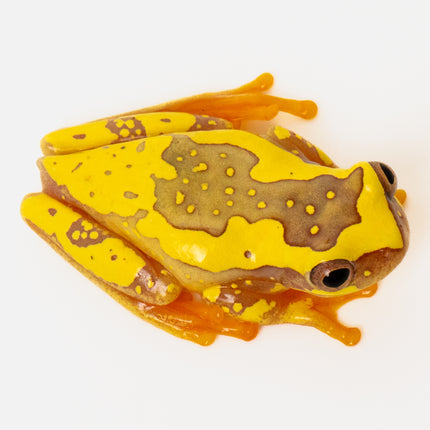 Dendropsophus ebraccatus 'Hourglass'