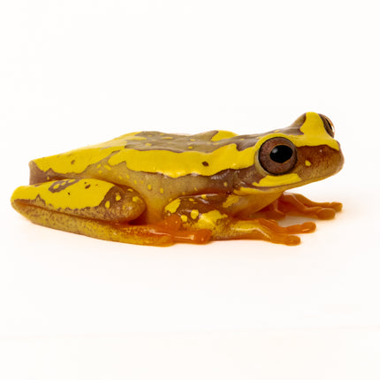 Dendropsophus ebraccatus 'Hourglass'