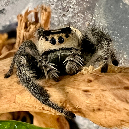 Class:  Build a Bioactive Jumping Spider Habitat