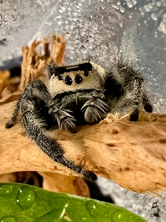 Class:  Build a Bioactive Jumping Spider Habitat