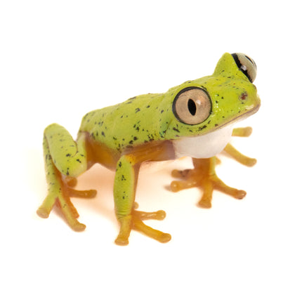 Agalychnis lemur 'Lemur Leaf' Frog