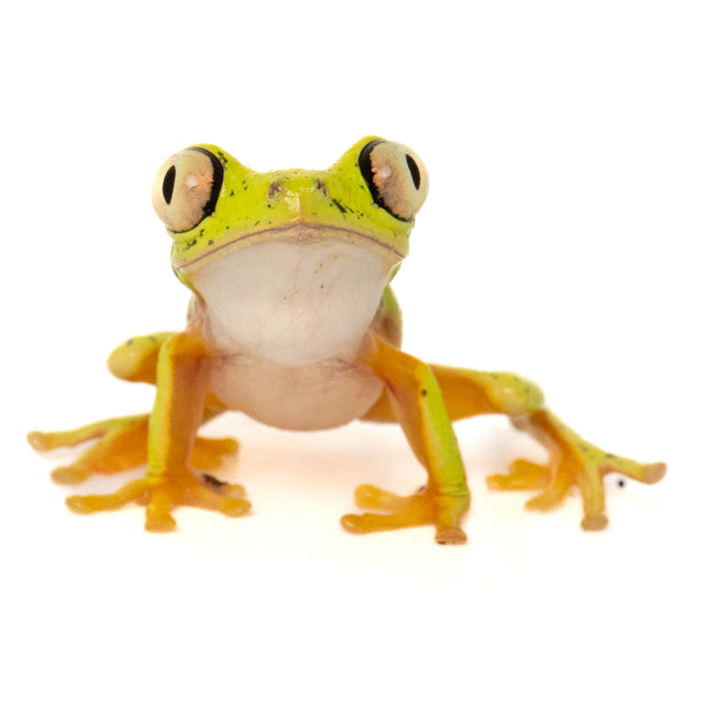 Agalychnis lemur 'Lemur Leaf' Frog