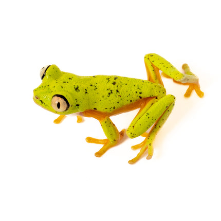 Agalychnis lemur 'Lemur Leaf' Frog
