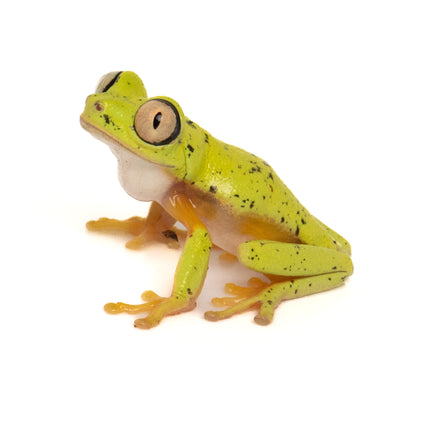 Agalychnis lemur 'Lemur Leaf' Frog