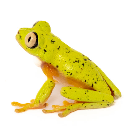 Agalychnis lemur 'Lemur Leaf' Frog
