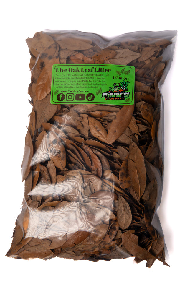 Live Oak Leaf Litter