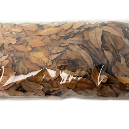 Live Oak Leaf Litter