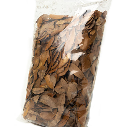 Live Oak Leaf Litter