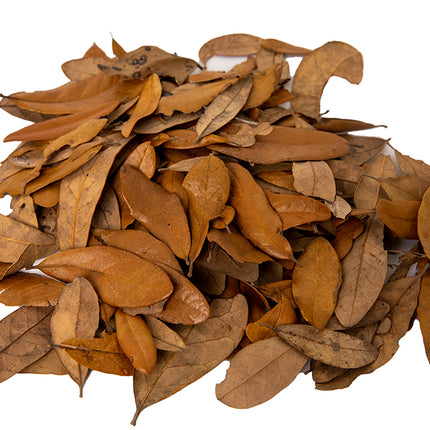 Live Oak Leaf Litter