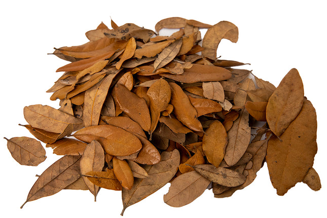 Live Oak Leaf Litter