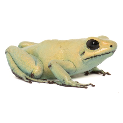 Phyllobates Terribilis 'Mint'