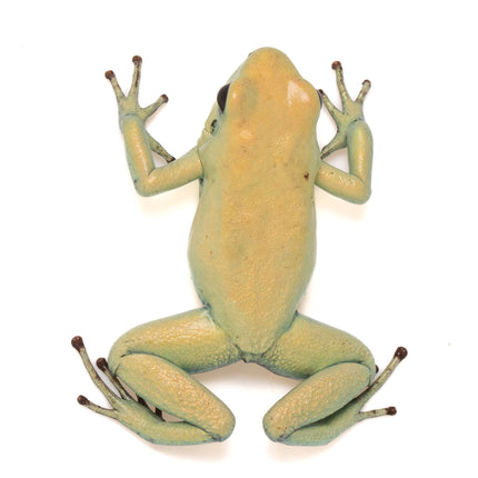 Phyllobates Terribilis 'Mint'