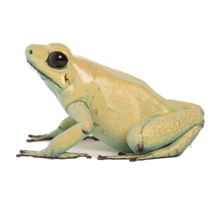 Phyllobates Terribilis 'Mint'