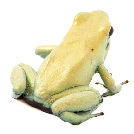 Phyllobates Terribilis 'Mint'