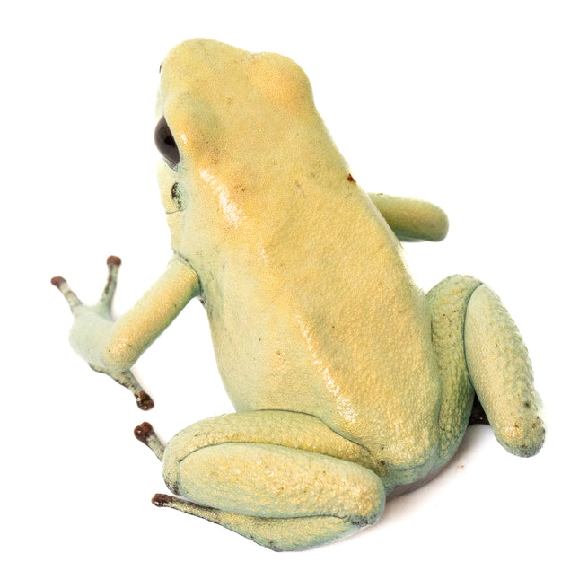 Phyllobates Terribilis 'Mint'